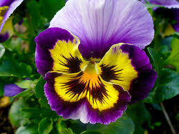 BotSist - De Felice y Kafer