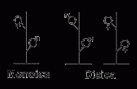 Planta monoica y dioica
