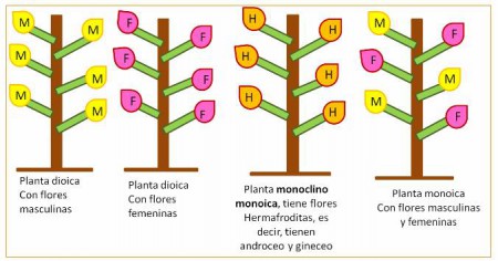 Plantas dioicas y monoicas