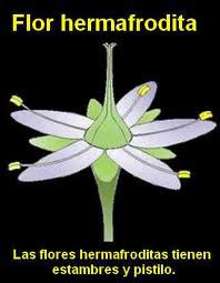 Flor hermafrodita